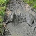 Muddog