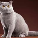 BCAT