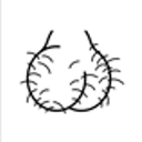 TESTICLE
