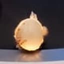 Onion