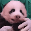 Junbao