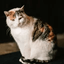 Missy