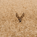 DOE