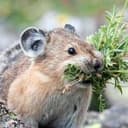 PIKA