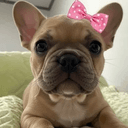 BELLA