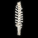 Spine