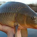 CARP