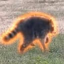 Nubby