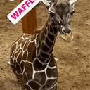 WAFFLE