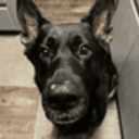 DODGER