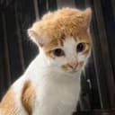mulletcat