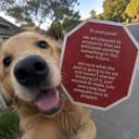 STOPDOG