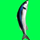 SFISH