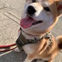 Koharu