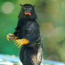 TAMARIN