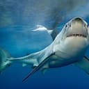 SHARK