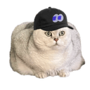 fomocat