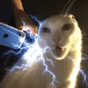 Zapcat