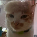 Catnald