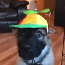 helidogtor