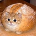$BREADCAT