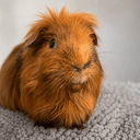 Charlie