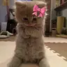 BOW