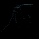 BWhale