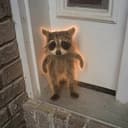Bub