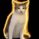 Disgust Cat