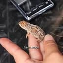 SMOL