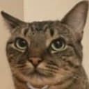 NEETCAT