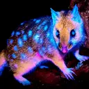QUOLL