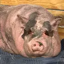 Waddles