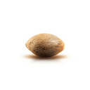 seed