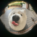 bou
