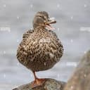 ONELEG