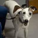 Boo