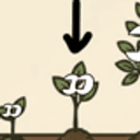 seed