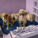 Funddogs