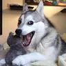 PUN