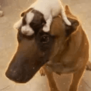 dog²