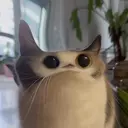 MEEPCAT