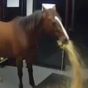 BAHO