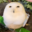marshmallow