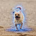 Gobi