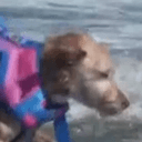 SURFDOG