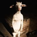 poorgoat