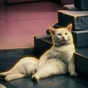 CASHCAT