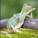 Rango